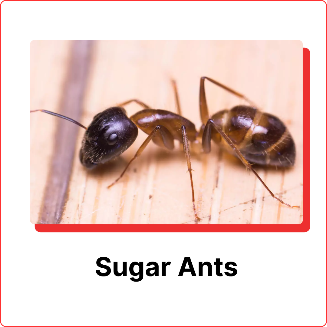 Sugar Ants