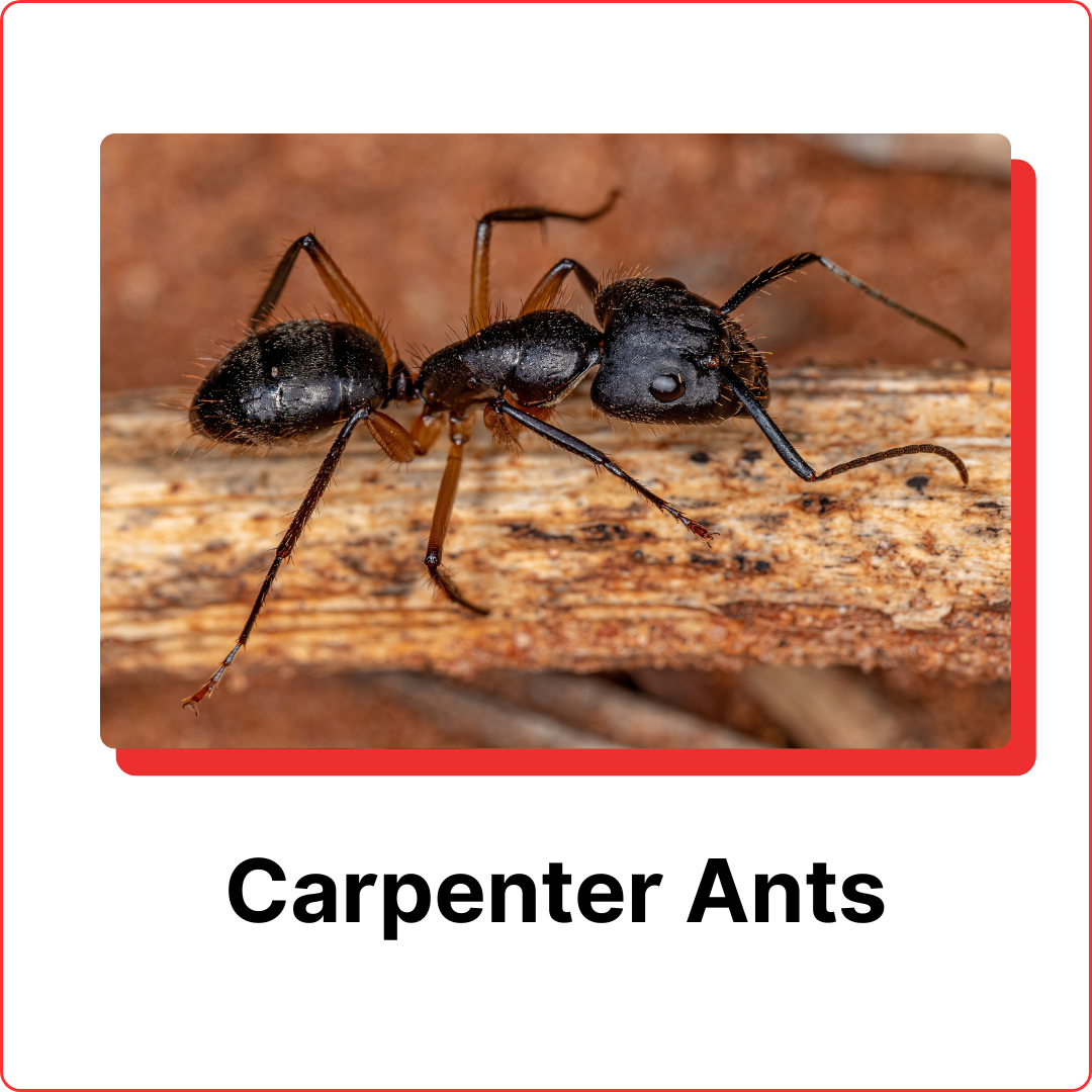 Carpenter Ants