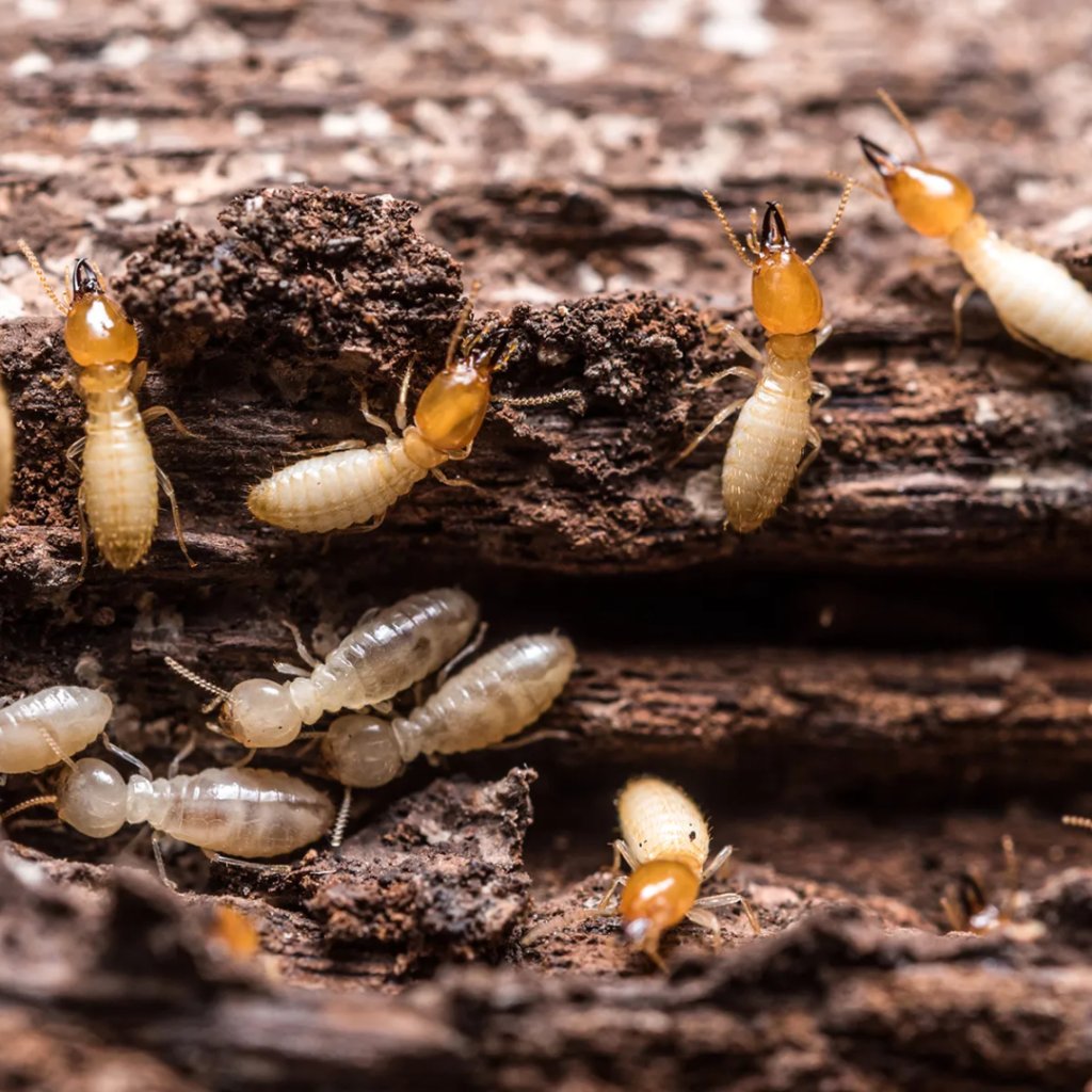 safe best pest Termite