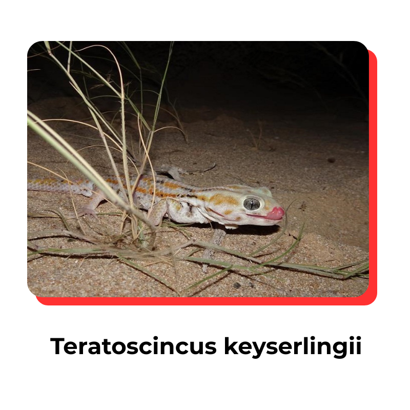 First-best-pest-lizard-1.png