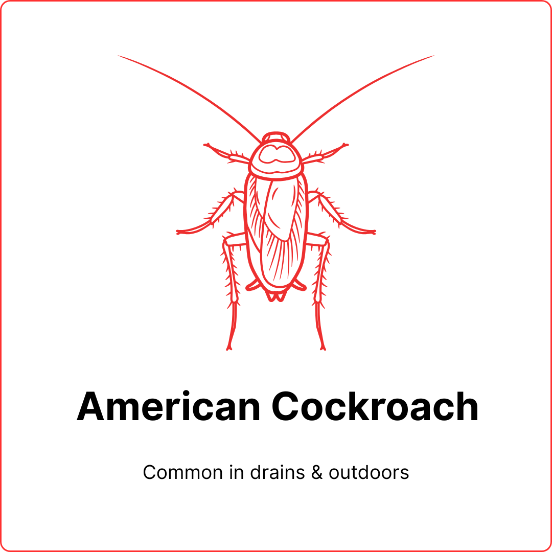 safe best pest american cockroach