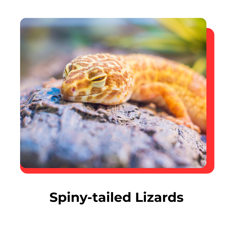 lizard-2.png