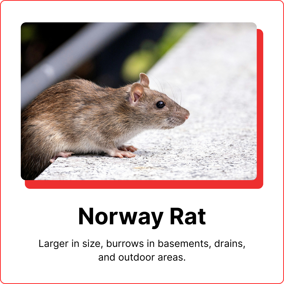 norway-rat
