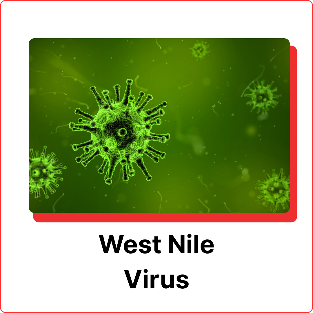 subterranean-termites-11