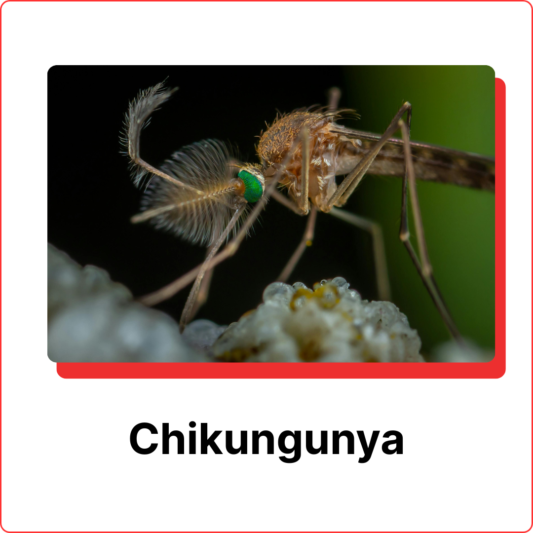 subterranean-termites-12