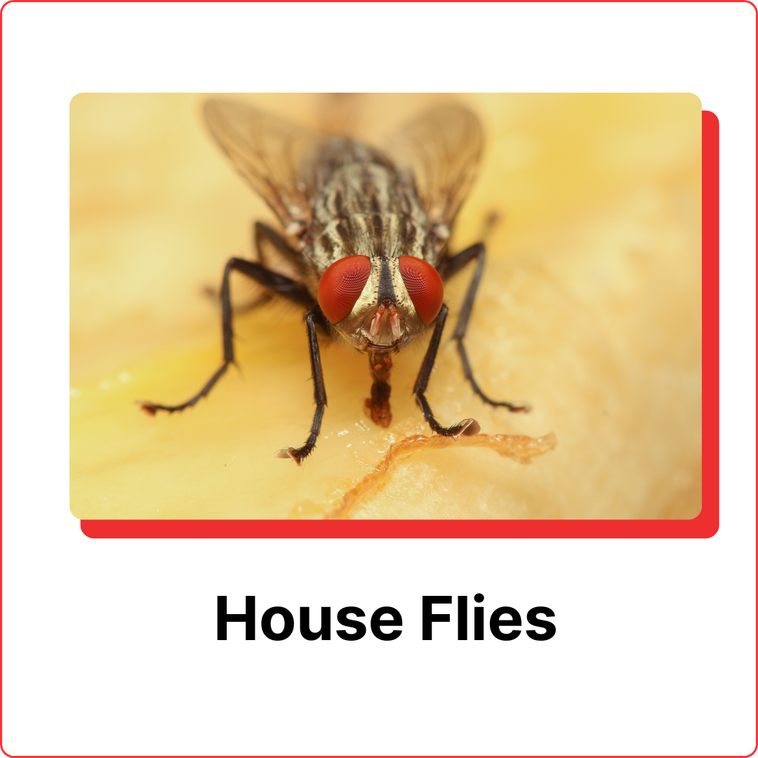 subterranean-termites-14